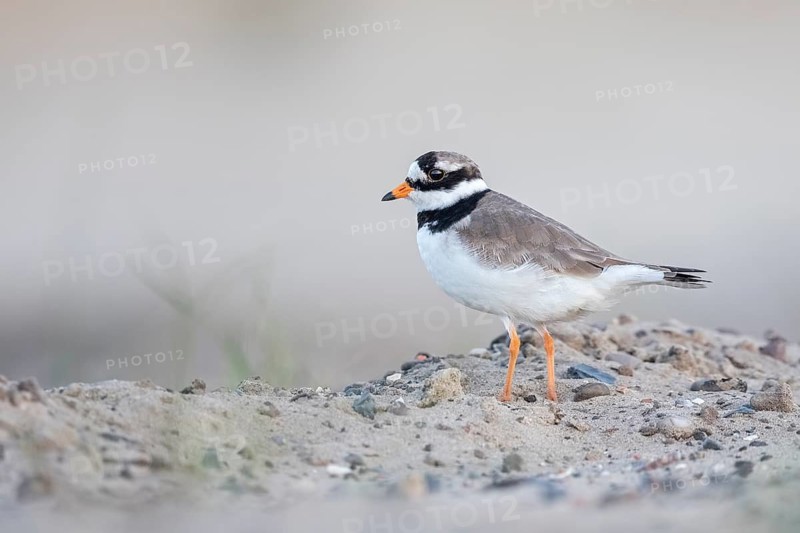 Common Ringed Plover (Charadrius hiaticula), Texel, Netherlands