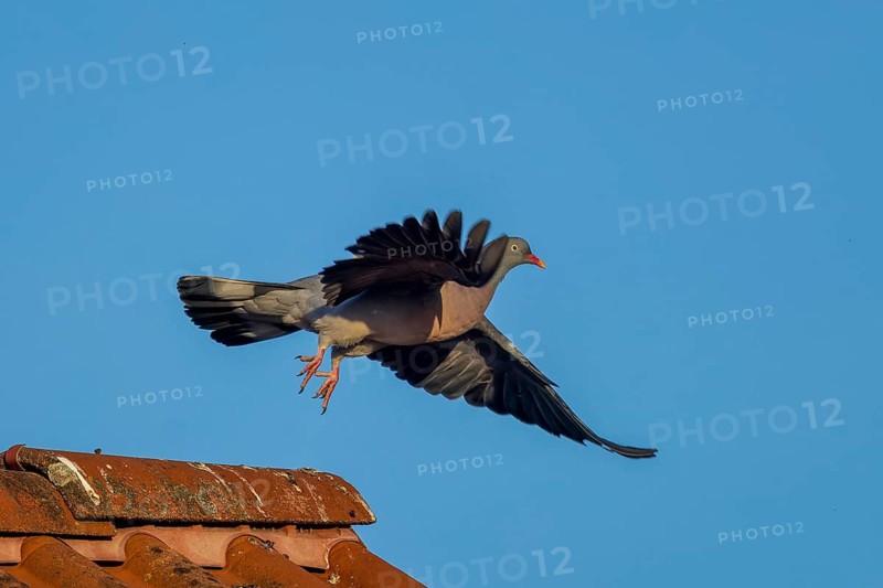 Pigeon flying over a tiled roof in front of a blue sky, wood pigeon (Columba palumbus), wildlife, Germany