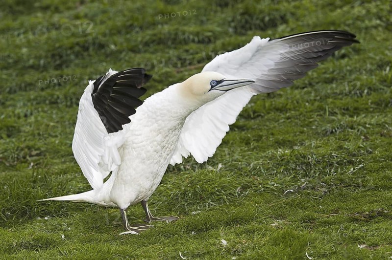 Northern Gannet (Morus bassanus), Quebec, Canada