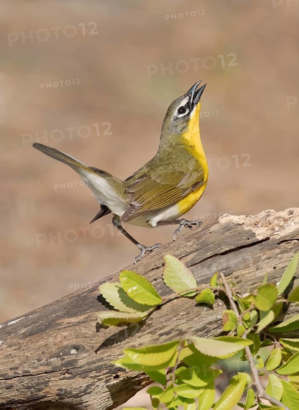 Yellow-breasted Chat (Icteria virens) singing, perched on a log, Texas, USA