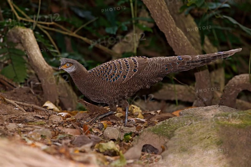 Grey Peacock-Pheasant (Polyplectron bicalcaratum) male, Mae Wong, Thailand