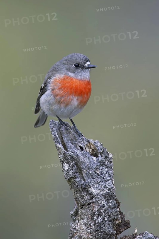 Scarlet Robin (Petroica boodang) female, Victoria, Australia