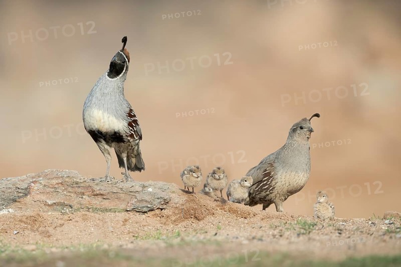 Gambel's Quail (Callipepla gambelii) pair with chicks at a waterhole, Arizona, USA