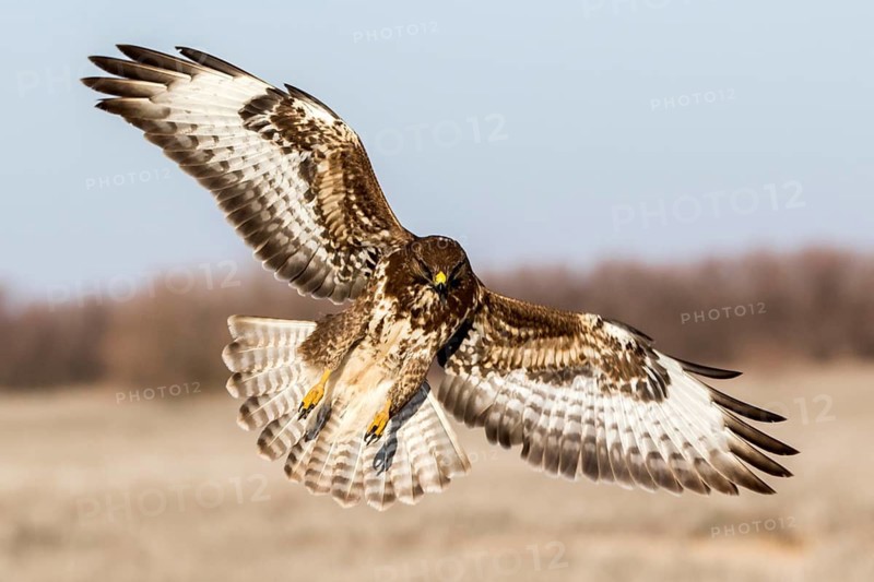 Common Buzzard (Buteo buteo) landing, Castile-La Mancha, Spain
