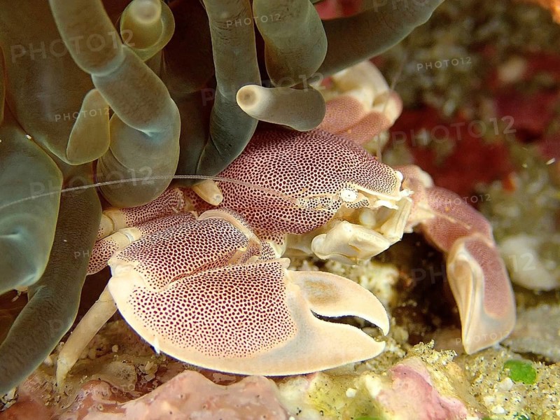 Spotted porcelain crayfish (Neopetrolisthes maculatus)