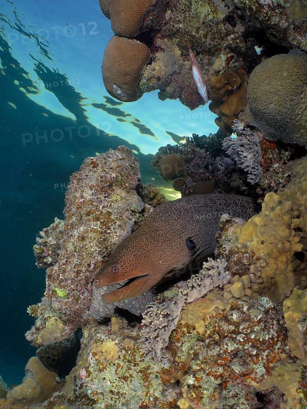 Giant moray eel (Gymnothorax javanicus)