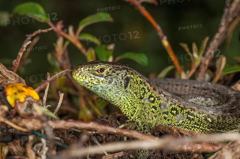 A male sand lizard (Lacerta agilis) hides in the undergrowth with its natural camouflage, Baden-Württemberg, Germany