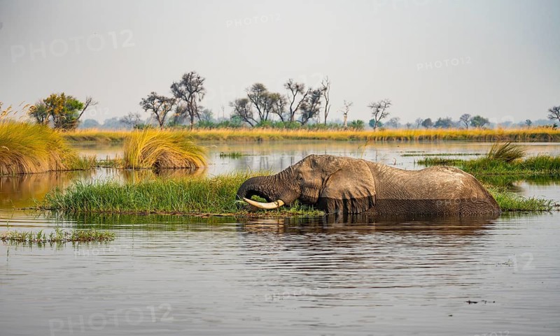 African elephant (Loxodonta africana) swimming in the swamp, grazing, Xakanaxa Lagoon, Okavango Delta, Moremi Game Reserve, Botswana