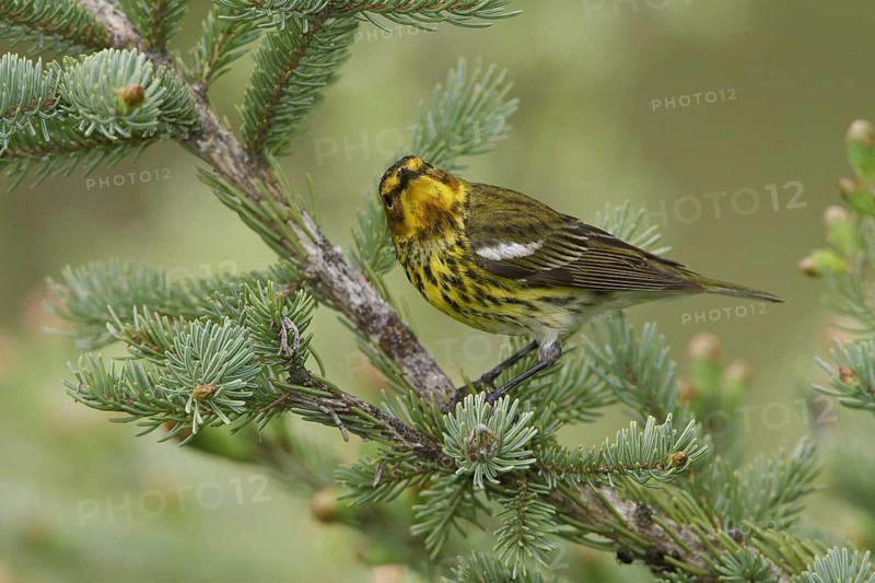 Cape May Warbler (Setophaga tigrina), Manitoba, Canada