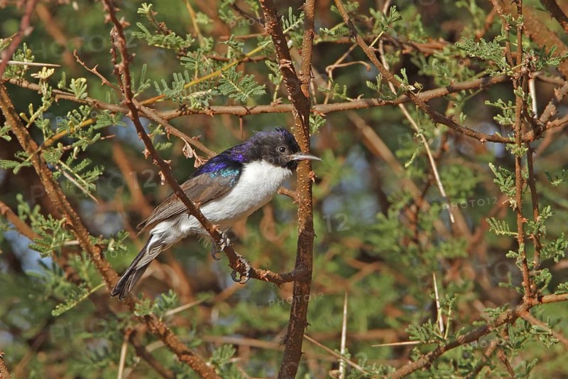 Eastern Violet-backed Sunbird (Anthreptes orientalis) male, Tsavo National Park, Kenya