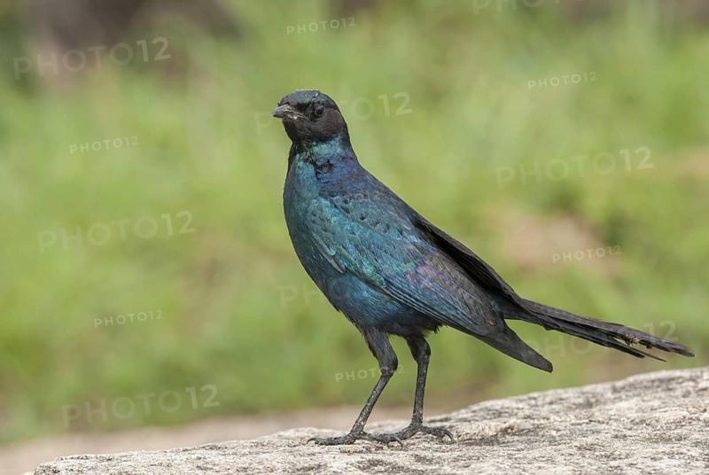 Burchell's Starling (Lamprotornis australis), Mpumalanga, South Africa