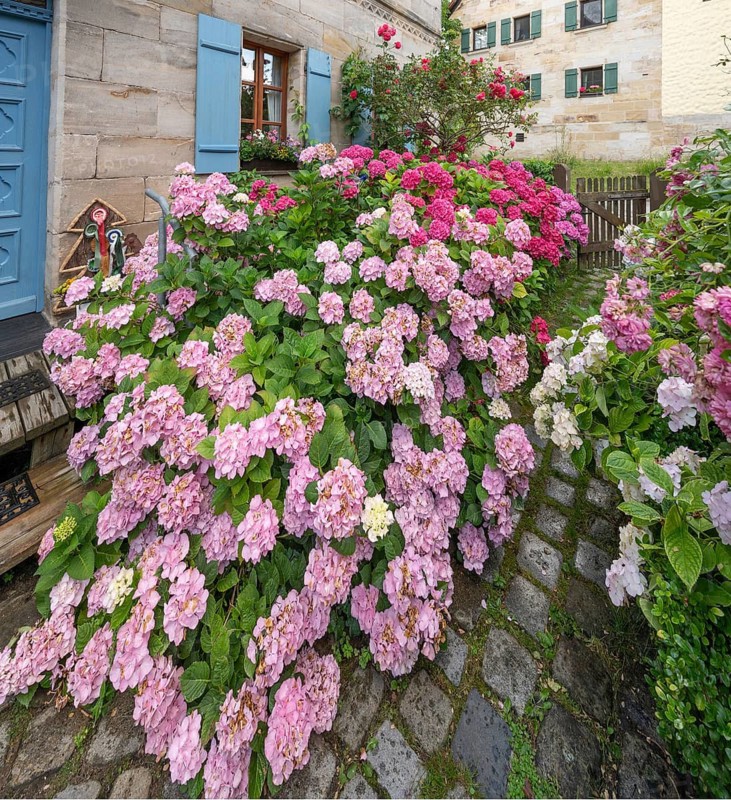 Hydrangea in bloom in the front garden of an old Franconian farmhouse, Ödenberg, Middle Franconia, Bavaria, Germany