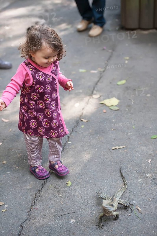 Young girl looking at an Australian eastern water dragon (Physignathus lesueurii), Lone Pine Koala Sanctuary, Brisbane, Queensland, Australia