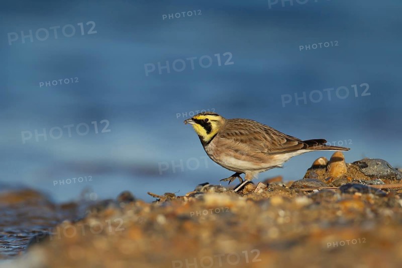 Shore lark or Horned lark (Eremophila alpestris) adult bird feeding on a beach, Suffolk, England, United Kingdom