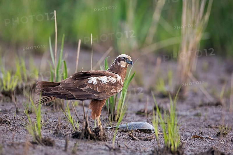 Western Marsh Harrier (Circus aeruginosus) female with fish prey, Saxony-Anhalt, Germany