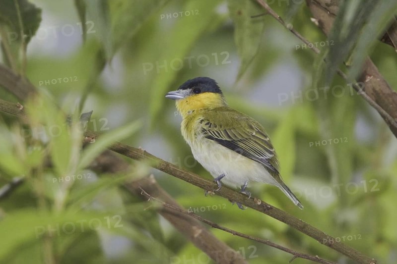 Yellow-cheeked Becard (Pachyramphus xanthogenys), Ecuador