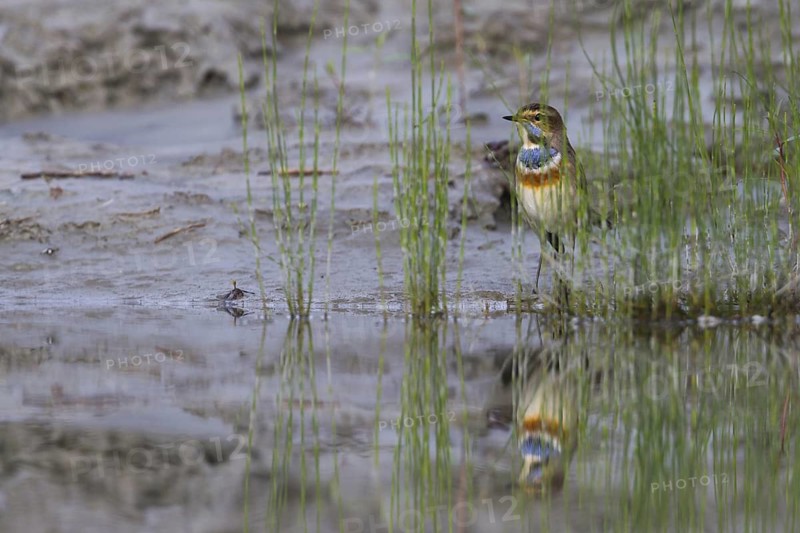 Bluethroat (Luscinia svecica cyanecula) male, Schleswig-Holstein, Germany