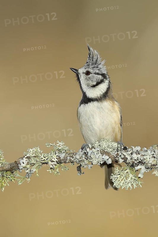 Crested tit (Lophophanes cristatus), sitting on a branch overgrown with reindeer lichen (Cladonia rangiferina), North Rhine-Westphalia, Germany