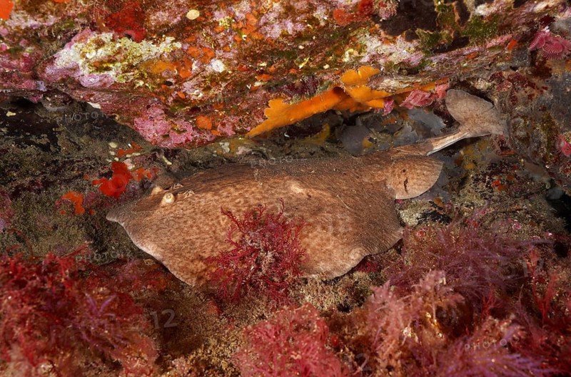 A marble electric ray (Torpedo marmorata), camouflaged between colourful reef structures, showing its natural camouflage, dive site Cap de Creus Marine Reserve, Rosas, Costa Brava, Spain, Mediterranean Sea