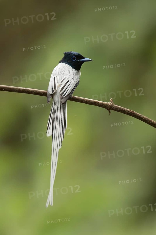 Asian Paradise Flycatcher (Terpsiphone paradisi) male perched on a branch, Yunnan, China