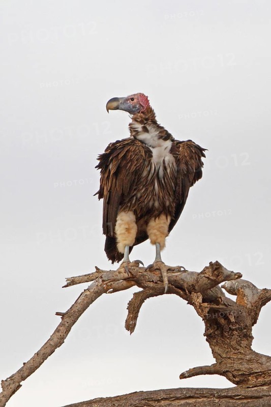 Lappet-faced Vulture, Torgos tracheliotus, Botswana, Chobe NP