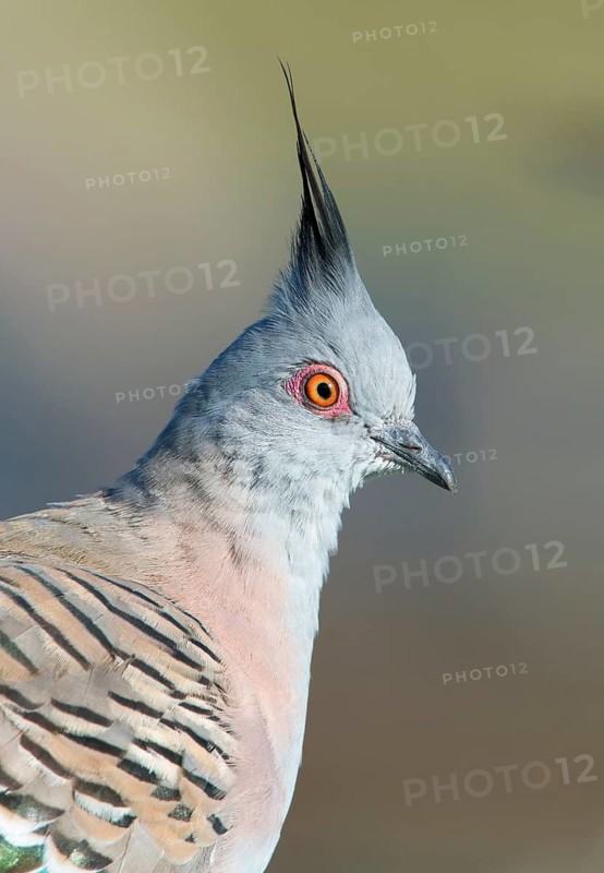 Crested Pigeon (Ocyphaps lophotes), Victoria, Australia