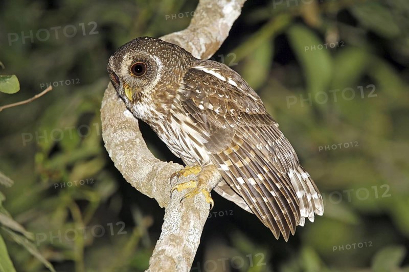 Mottled Owl Ciccaba virgata Singyita, Nayarit, Mexico 27 March Adult vocalizing. Strigidae