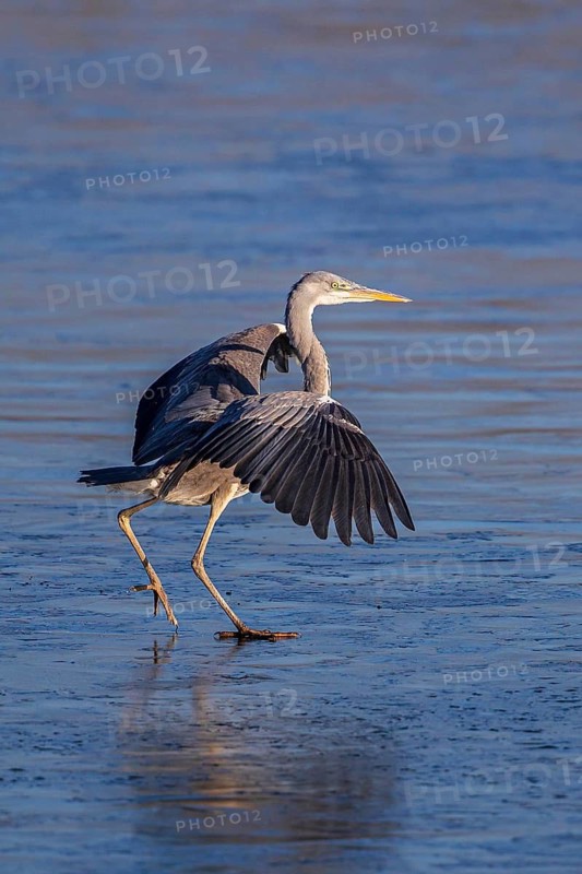 Grey Heron (Ardea cinerea) on an ice surface, Baden-Wuerttemberg, Germany