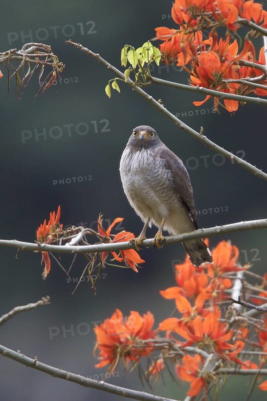 Roadside Hawk (Rupornis magnirostris), Manu National Park, Peru