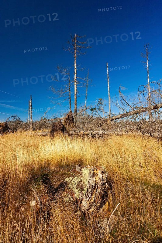 Bavarian Forest, Falkenstein area, windthrow at Hochwiesriegel. Bark beetle infestation