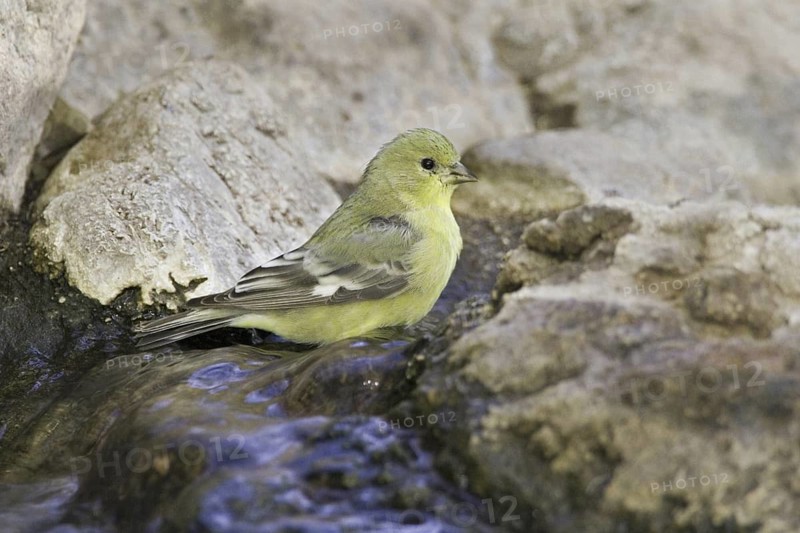 Lesser Goldfinch (Spinus psaltria) female, Arizona, USA