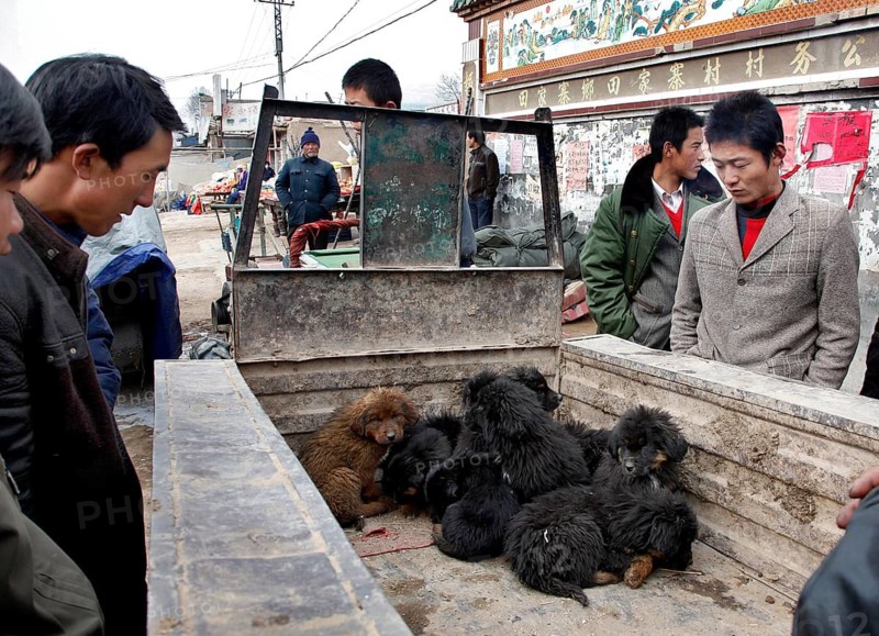 Xining, CHN, 27.02.09 - Dogs are being offered for sale in the marketplace of a village near Xining. A street vendor offers dogs at a village in China, CHINA