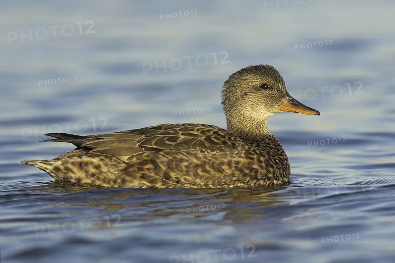 Gadwall (Mareca strepera) female, Ontario, Canada