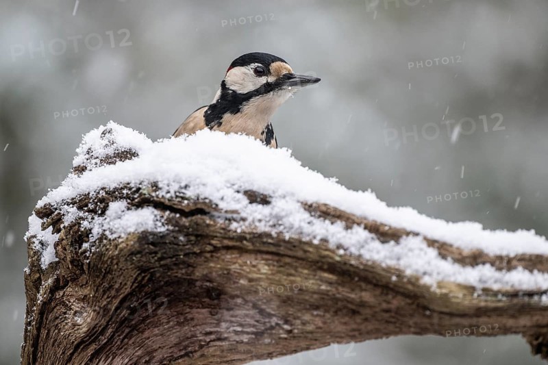 Great spotted woodpecker (Dendrocopos major), Emsland, Lower Saxony, Germany