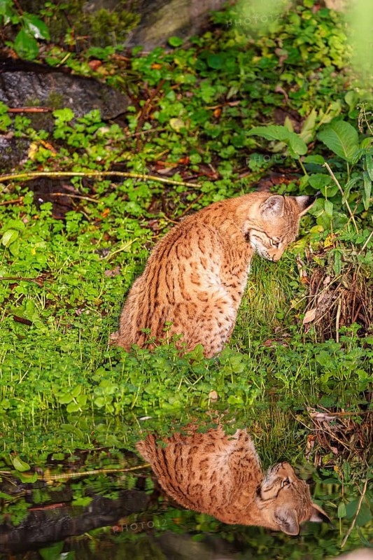 A young lynx (Lynx lynx) sits by a pond in which it is reflected