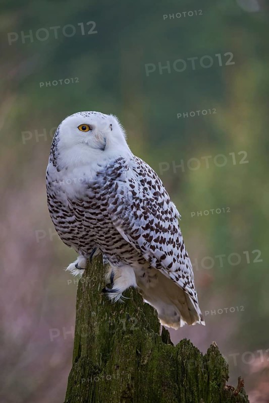 Snowy owl (Bubo scandiacus) captive, Czech Republic