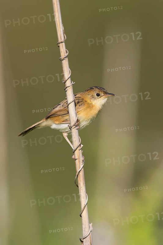 Golden-headed Cisticola (Cisticola exilis) female, Victoria, Australia