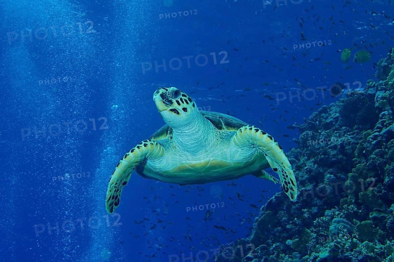 Hawksbill sea turtle (Eretmochelys imbricata)