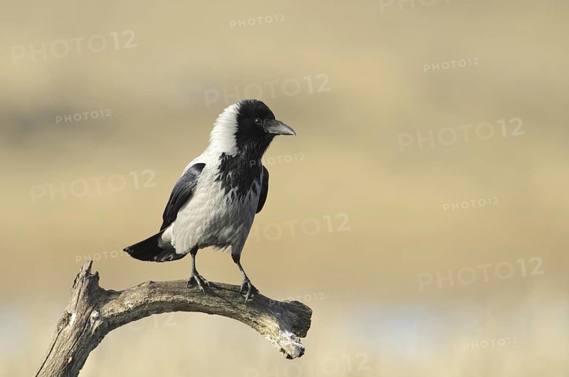 Hooded Crow (Corvus cornix), Mecklenburg-Western Pomerania, Germany