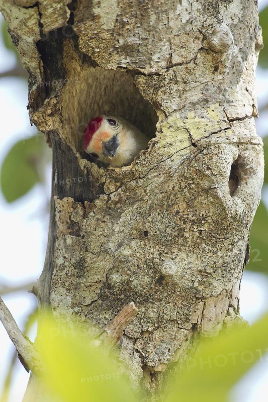 Red-bellied Woodpecker (Melanerpes carolinus) male in nest cavity, Florida, USA
