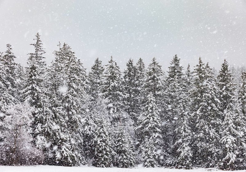 Winter forest during snowfall, Mondseeland, Salzkammergut, Upper Austria, Austria