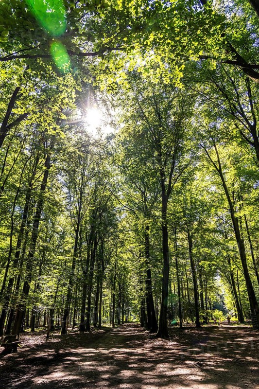 Forest area The Haard, in the northern Ruhr area, bordering the Münsterland, part of the Hohe Mark nature park Park, around 55 km2 in size, mixed forest, North Rhine-Westphalia, Germany