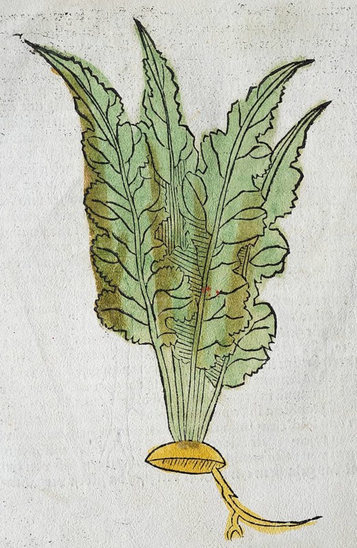 Horseradish (Armoracia rusticana), woodcut incunabulum leaf from one of the first German herbal books: Gart der Gesundheit, published by Bernhard von Breidenbach or Breydenbach, printed by Peter Schöffer, Mainz 1485