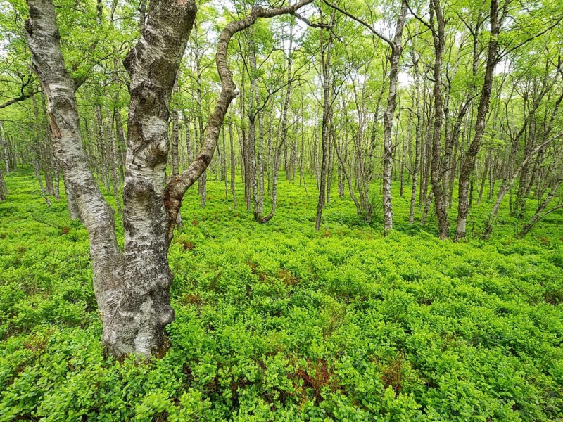 Carpathian birch forest (Betula pubescens), Rotes Moor, Rhön Biosphere Reserve, Hesse, Germany