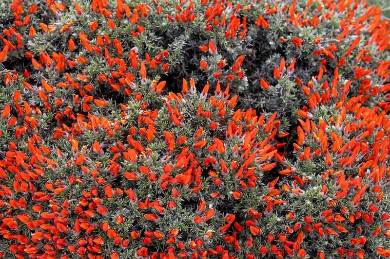 Mata Guanaco (Anarthrophyllum desideratum), cushion-shaped shrub with numerous red flowers in full bloom, Patagonian steppe, Magallanes region, Chile