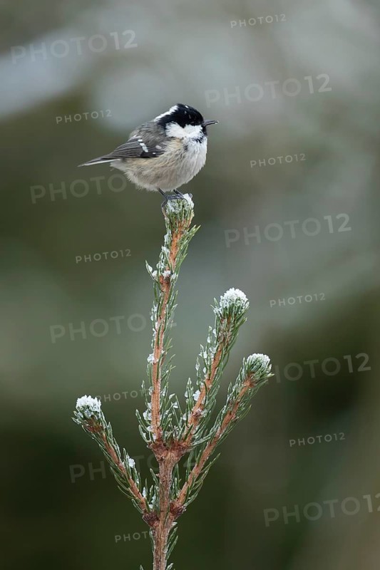 Coal tit (Periparus ater) adult garden bird on a frost covered Christmas spruce tree in winter, Suffolk, England, United Kingdom
