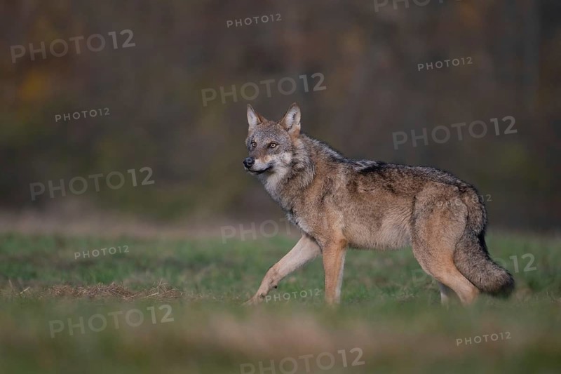 European grey wolf, Eurasian wolf (Canis lupus lupus), wolf in forest clearing, Podlaskie Voivodeship, Poland