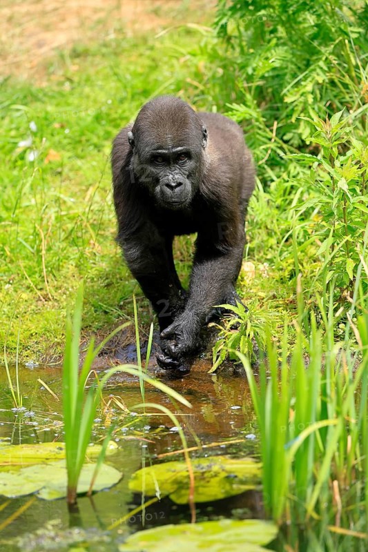 Western gorilla (Gorilla gorilla), young animal, at the water, splashing, playing, discovering