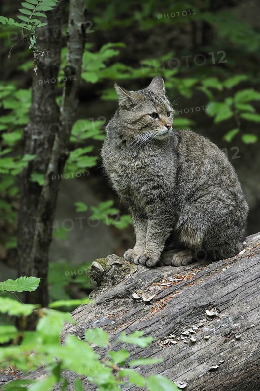 Wild cat (Felis silvestris) sitting on fallen tree trunk in woodland, Bavarian Forest, Germany