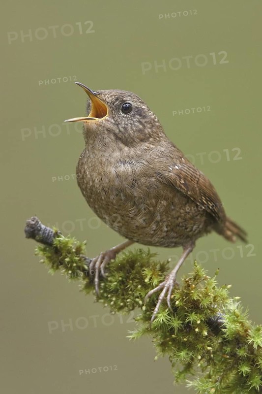Pacific Wren (Troglodytes pacificus) singing, British Columbia, Canada